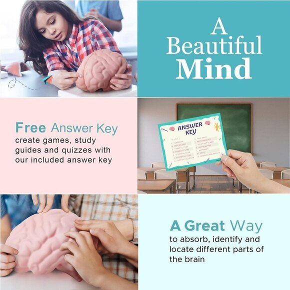Amazon.com: Disassembled Human Brain Model Anatomical  Educational Tool for Learning Human Brain Model Anatomical Function Psyc…